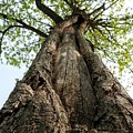 Portrait of a Tree