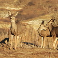 Mule Deer Does