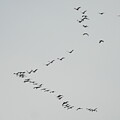 Sandhill Crane Fly Over